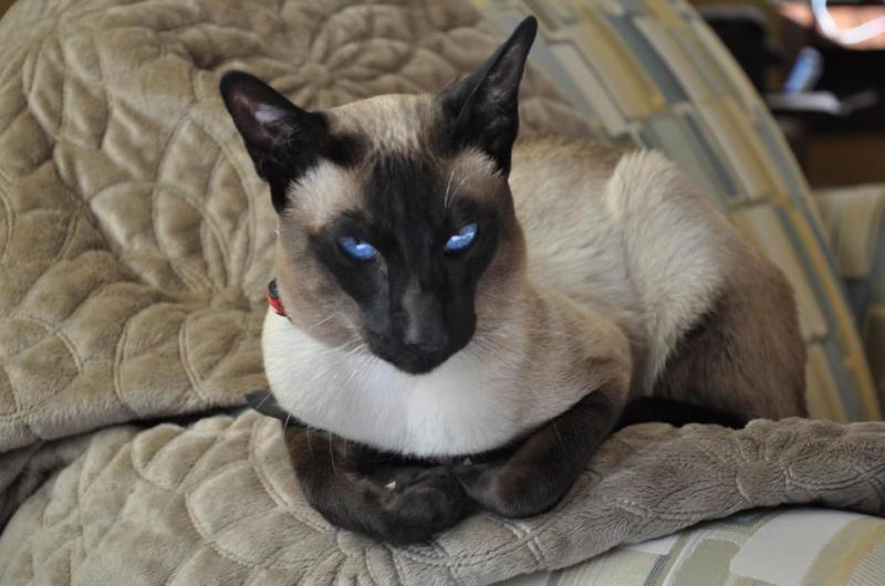 Traditional Siamese Kittens for Sale