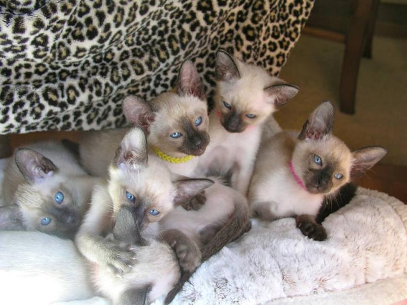 siamese breeders in virginia