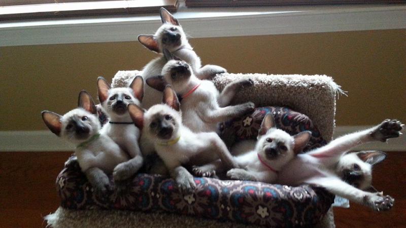 Siamese kittens for sale in north carolina