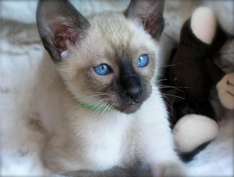 siamese cat breeder