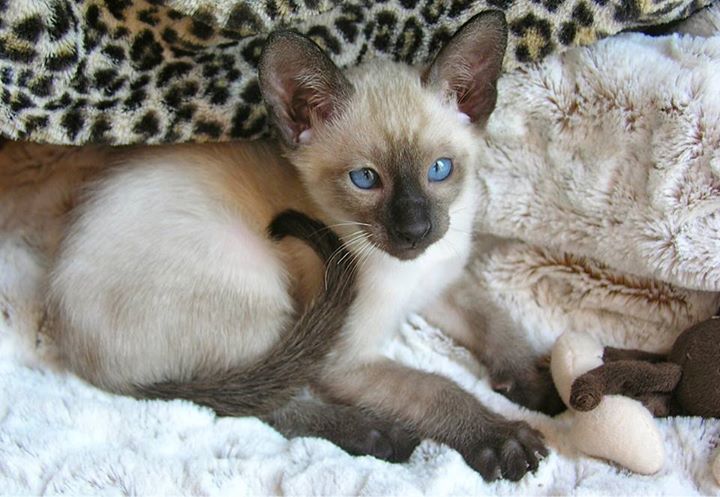 SIAMES KITTENS FOR SALE IN GEORGIA