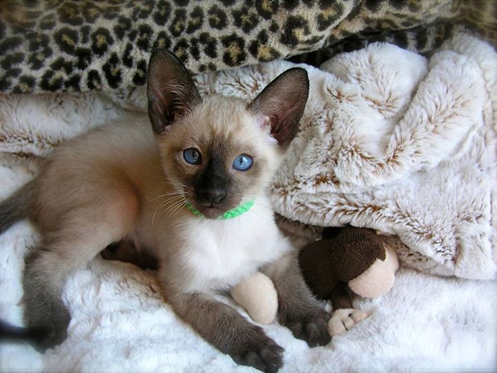 Siamese kittens from Carolina Blues Cattery