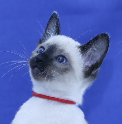 Carolina Blues Chloe "Best Kitten of the Year" 