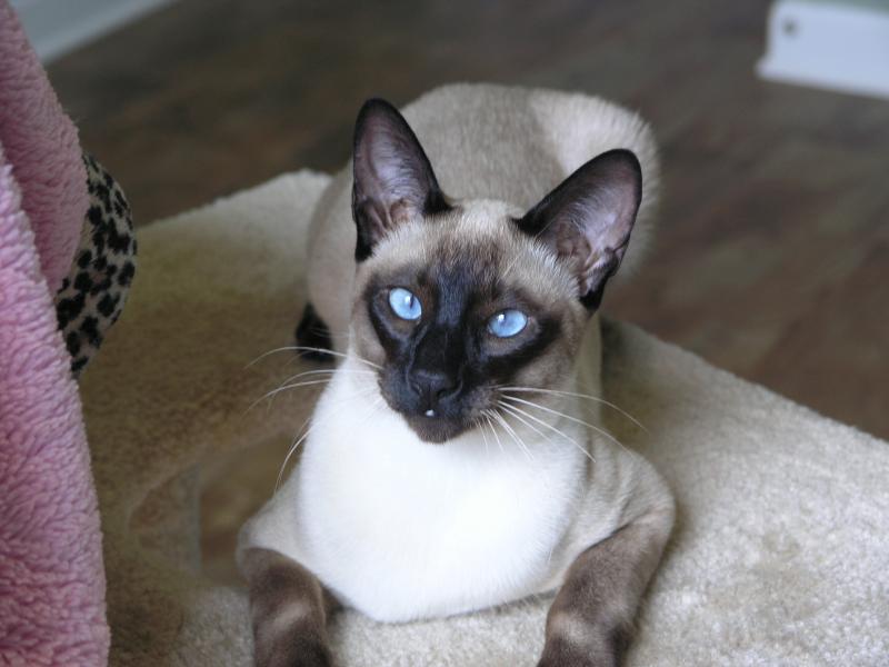 Seal Point Siamese Cats