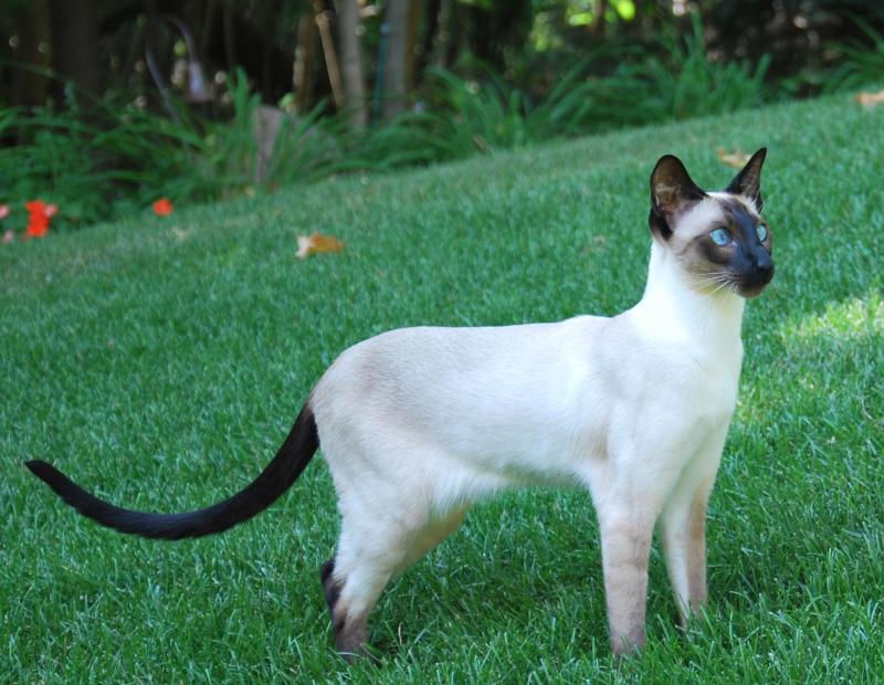 classic siamese