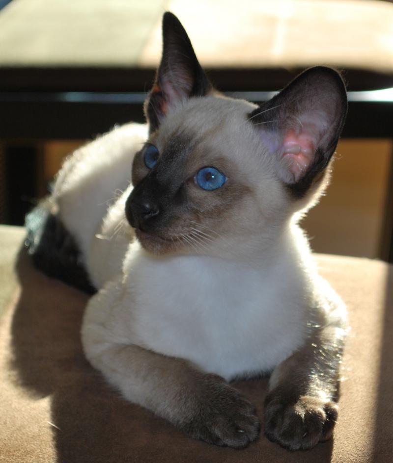 Carolina Blues Cattery Titus
