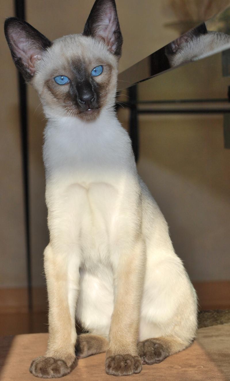 Strong and gentle Siamese