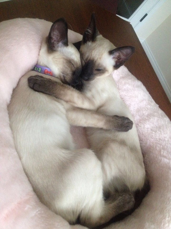 breeder siamese