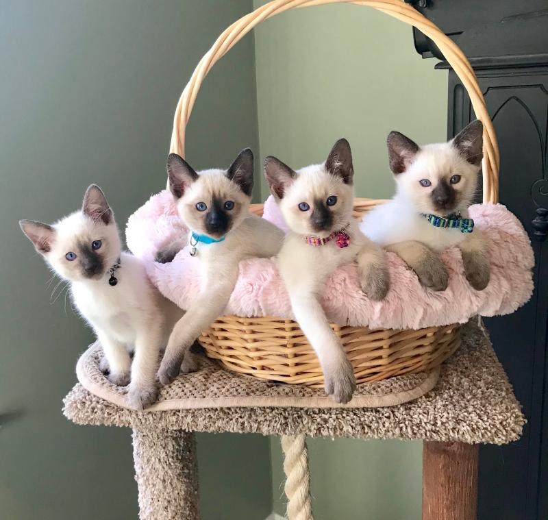 Beautiful Chocolate and Seal Point Siamese Kittens for Sale in Charlotte NC