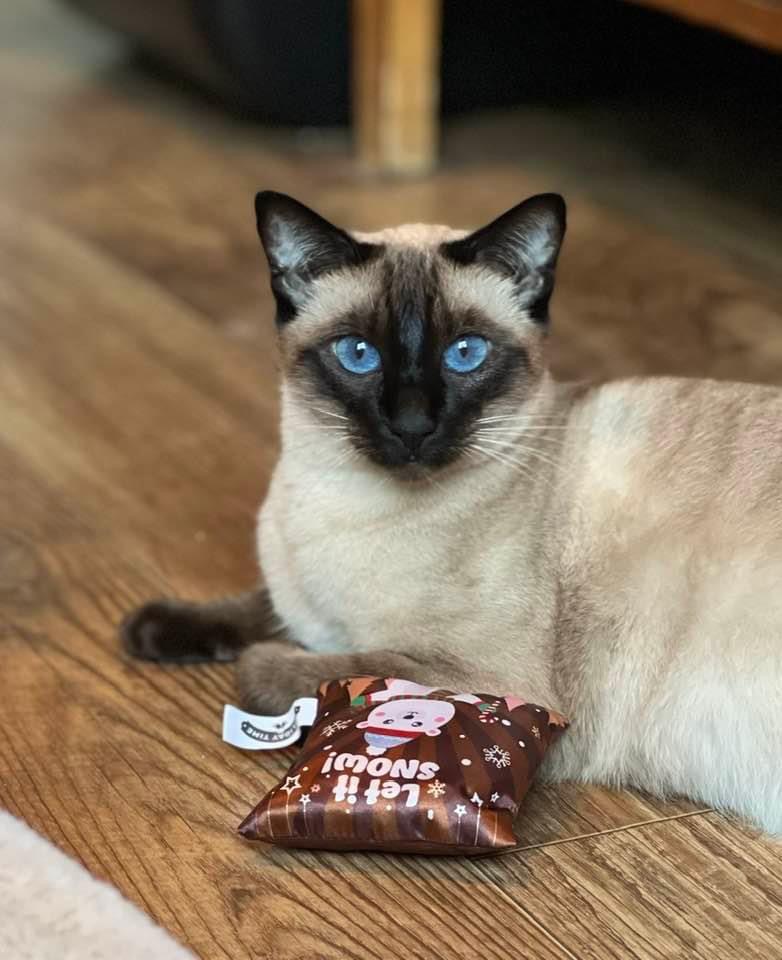 seal point siamese kittens for sale