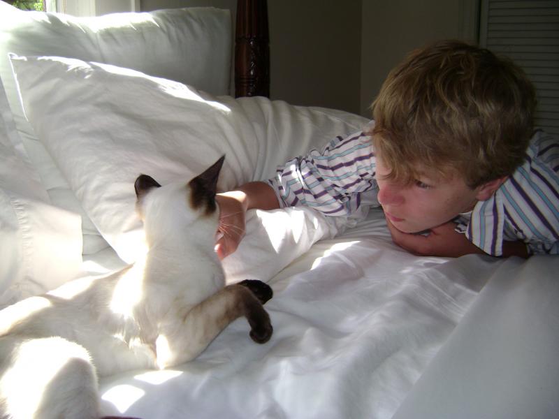 Siamese Cat Breeders 