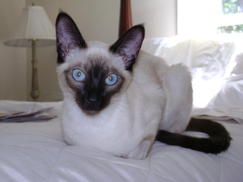 buy a siamese kitten