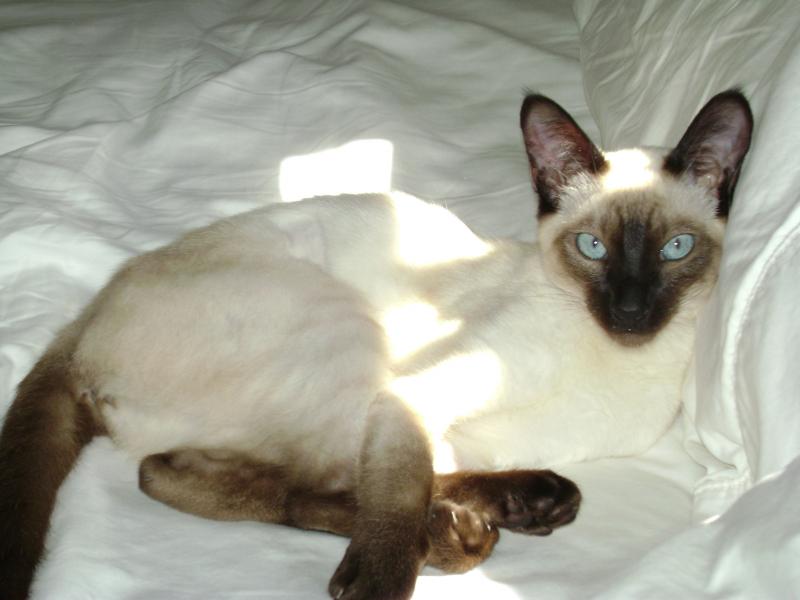 buy siamese kittens 
