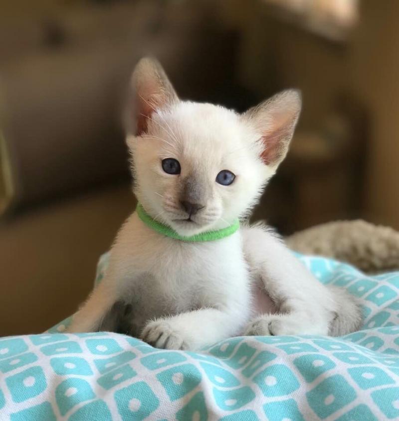 Beautiful Siamese Kittens by Carolina Blues Cattery