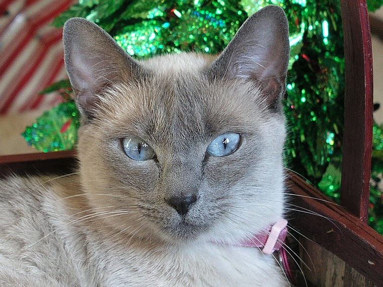 Carolina Blues Cattery Sushi