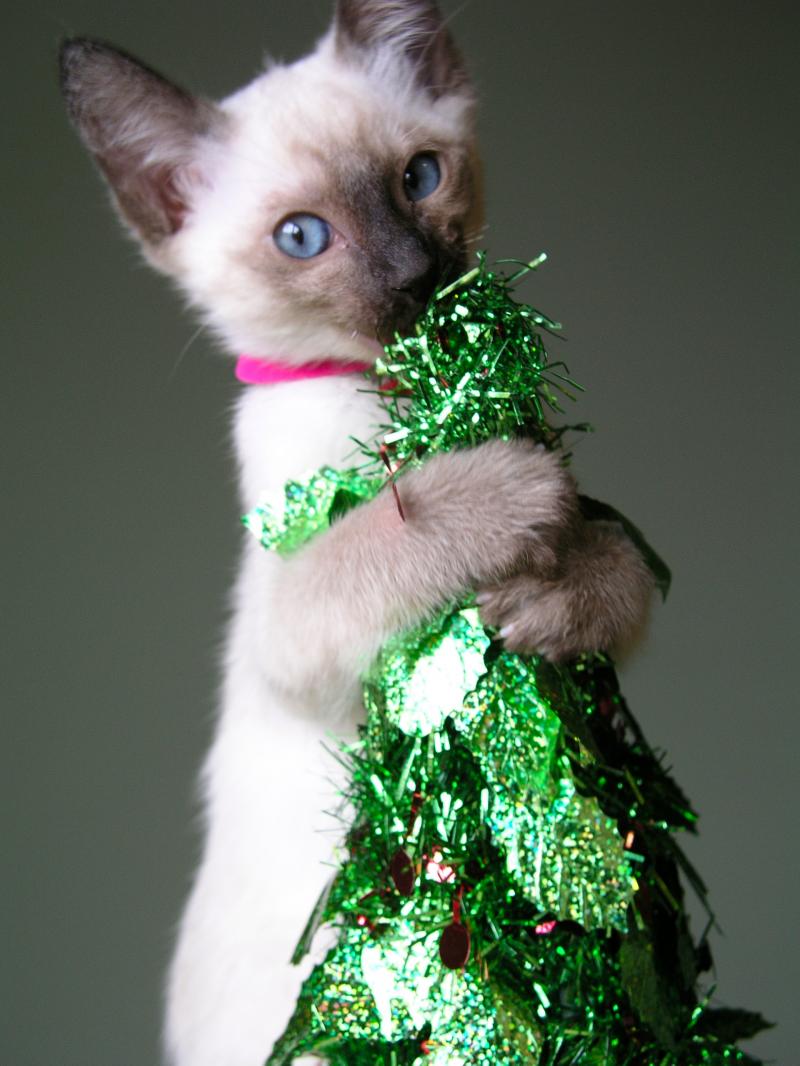 Siamese Breeders Kittens for Sale