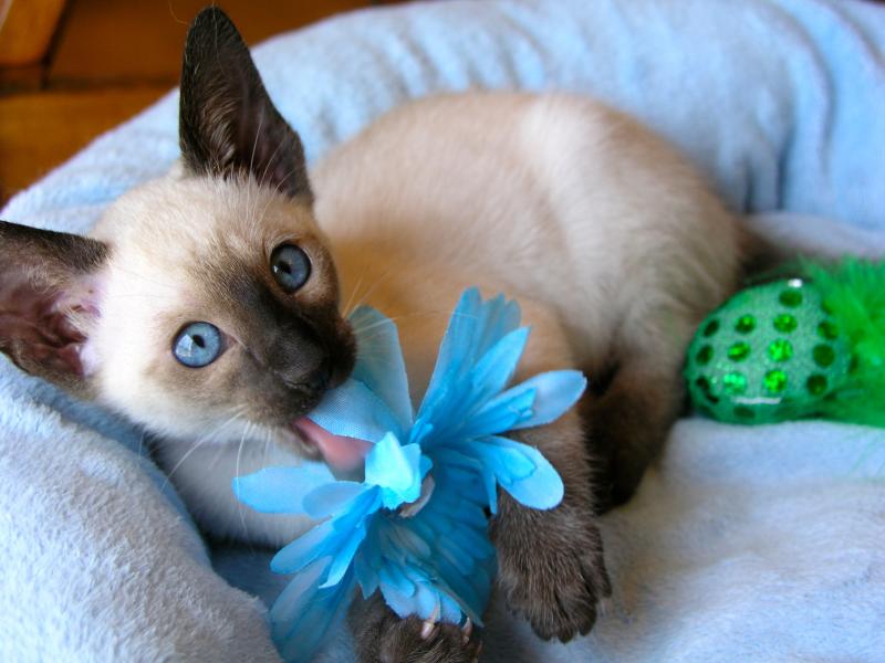 SIAMES KITTENS FOR SALE IN GEORGIA