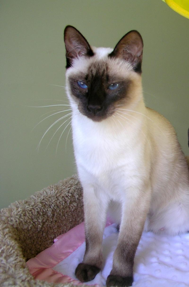 Kathy's Country "Macey"