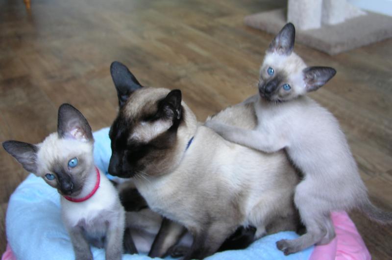 Siamese kittens for sale in South Carolina