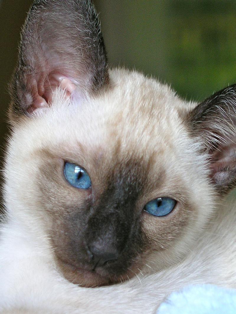 Seal Point Siamese Kitten from Carolina Blues Cattery