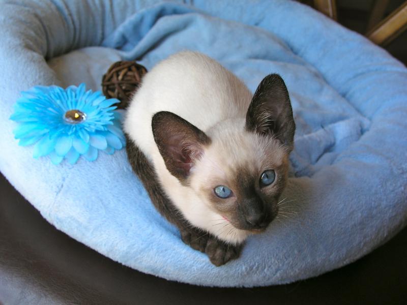 where to buy siamese kittens