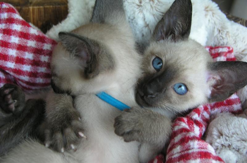 Carolina Blues Cattery Siamese Kittens for Sale
