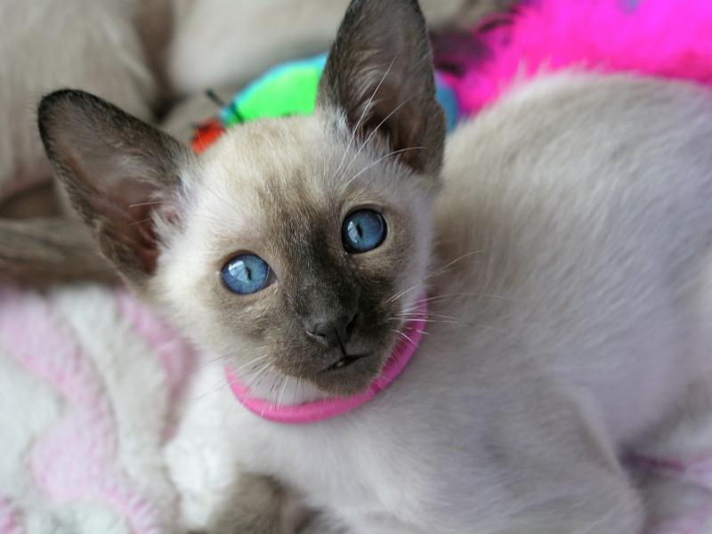 Siamese kittens from Carolina Blues Cattery