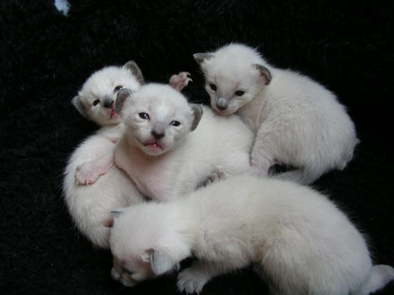 seal point Siamese kittens