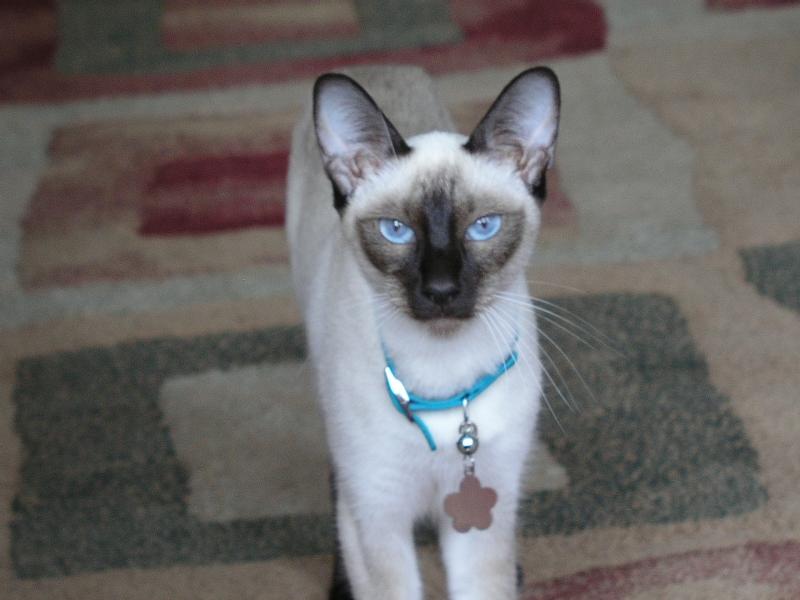 Carolina Blues Cattery "Sheeba"