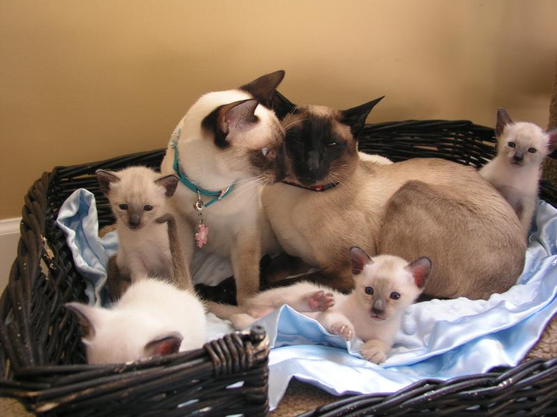 SEAL POINT SIAMESE FAMILY