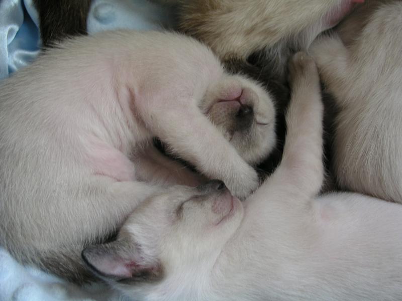 CAROLINA BLUES CATTERY SIAMESE KITTENS