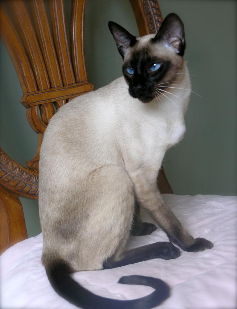 Carol Gagatch Seal Point Siamese Stud Cruise from Carolina Blues Cattery