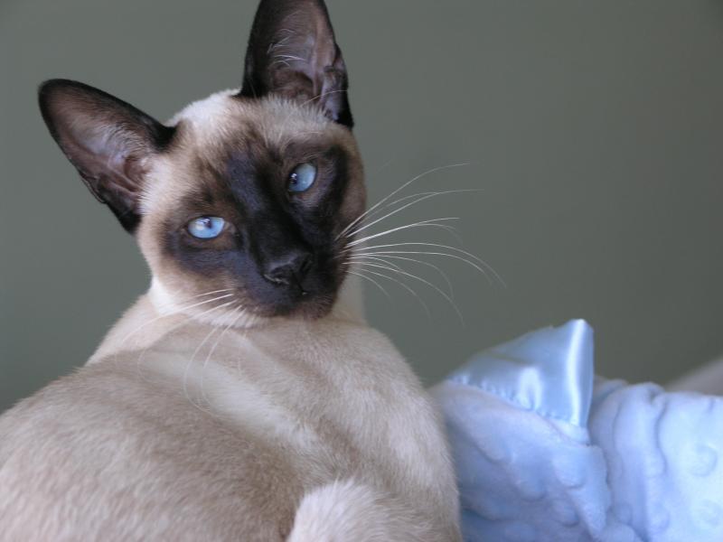 Our beautiful new Sire, Cruise.