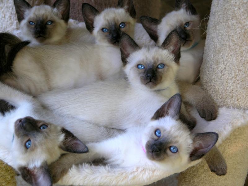 Siamese Cat Breeders