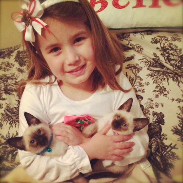 Siamese Kittens